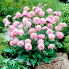 Scabious Plants - Mix