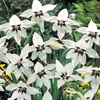 Scented Bulb Collection - OFFER