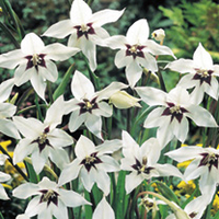 Scented Bulb Collection - OFFER