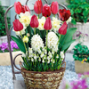 Scented Spring Bulbs in Round Wicker Planter