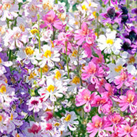 Schizanthus Seeds - Tinkerbell Mixed