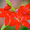 Schizostylis Plant - Cindy Towe
