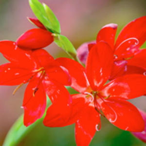 Schizostylis Plant - Cindy Towe