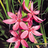 Schizostylis Plant - Fenland Daybreak
