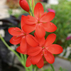 Schizostylis Plant - Major