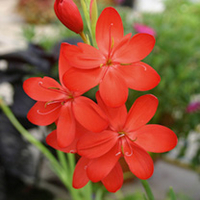 Schizostylis Plant - Major