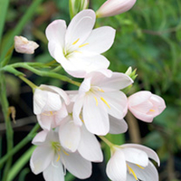 Schizostylis Plant - Pink Princess