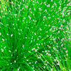 Scirpus cernuus Plant