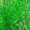Scirpus cernuus Plant