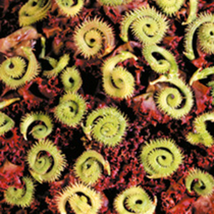 Scorpiurus muricatus Seeds - Curly Whirly