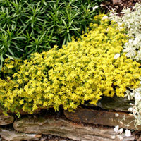 Sedum acre Plant - Aureum