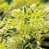 Sedum Atlantis