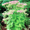 Sedum Plant - Autumn Delight