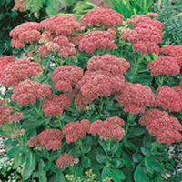 Sedum Plant - Autumn Joy