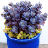 Sedum Plant - Blue Pearl