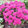 Sedum Plant - Mr Goodbud