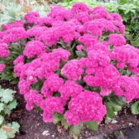 Sedum Plant - Mr Goodbud