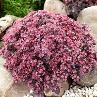 Sedum Plant - Plum Dazzled