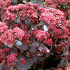 Sedum Plant - Purple Emperor