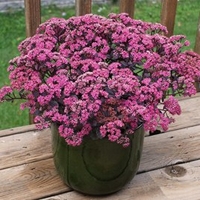 Sedum Plant - Sunsparkler Dazzle Berry
