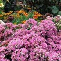 Sedum Plant - Sunsparkler Lime Zinger