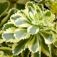 Sedum Plants - Atlantis