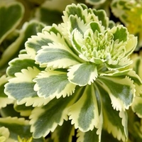Sedum Plants - Atlantis