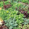 Sedum Plants - Little Urchins