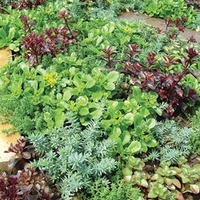 Sedum Plants - Little Urchins