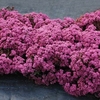 Sedum Plants - Sunsparkler Cherry Tart