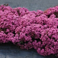 Sedum Plants - Sunsparkler Cherry Tart