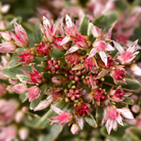 Sedum Plants - Variegatum