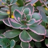 Sedum SUNSPARKLER Dream Dazzler
