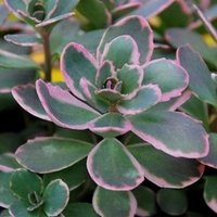 Sedum SUNSPARKLER Dream Dazzler