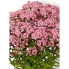 Sedum Sunsparkler® Plant - Jade Tuffet