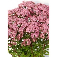 Sedum Sunsparkler® Plant - Jade Tuffet