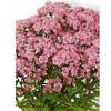 Sedum Sunsparkler® Plant - Jade Tuffet