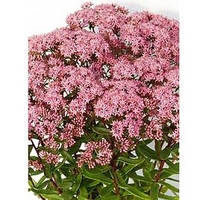 Sedum Sunsparkler® Plant - Jade Tuffet