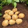Seed Potatoes - Acoustic (Maincrop)