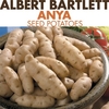 Seed Potatoes - Anya 1kg