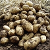 Seed Potatoes - Arran Pilot 5kg