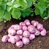 Seed Potatoes - Arran Victory