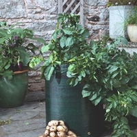 Seed Potatoes - Bargain Patio Growing Kit