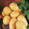 Seed Potatoes - Blight Tolerant Collection