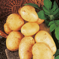 Seed Potatoes - Blight Tolerant Collection