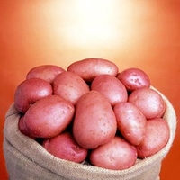 Seed Potatoes - Blight Tolerant Collection