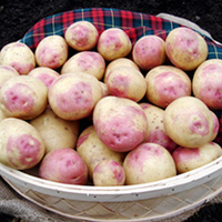 Seed Potatoes - Bonnie 1kg
