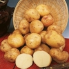Seed Potatoes - Cara 1kg