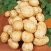 Seed Potatoes - Carlingford 1kg