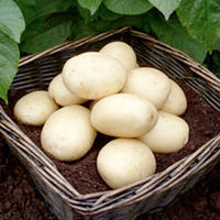 Seed Potatoes - Casablanca 1kg (Second Crop)